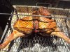 peque_DSC07383.JPG