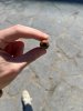 Partagas Short 2.jpg