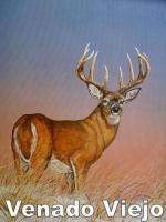 Venado Viejo